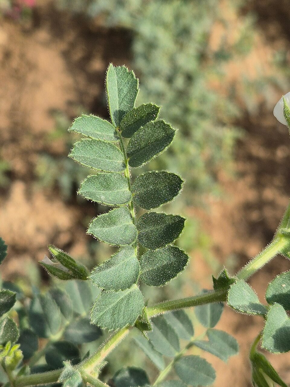 Chickpea