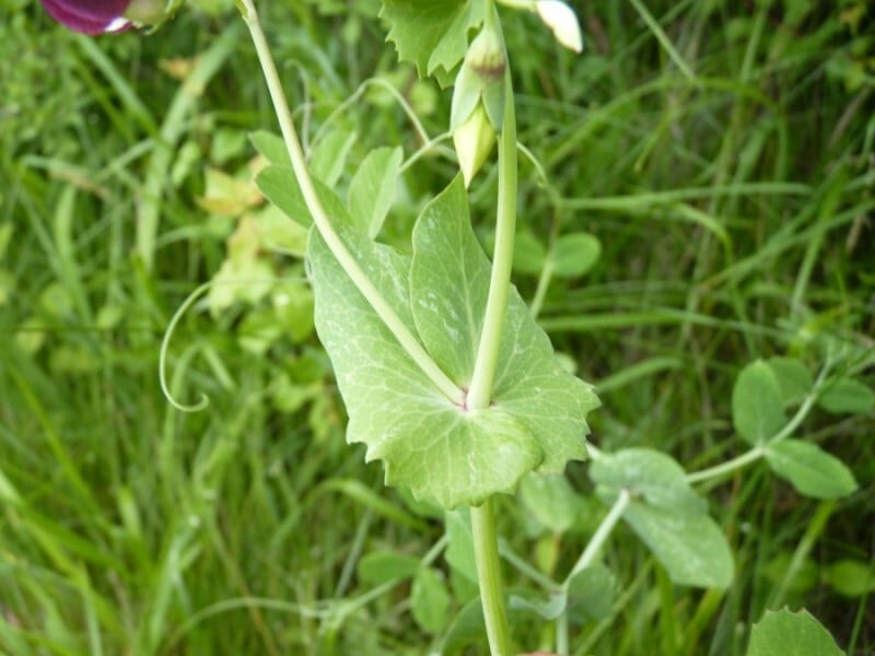 Garden pea
