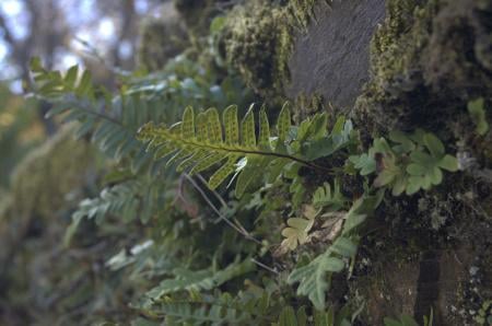 Common polypody