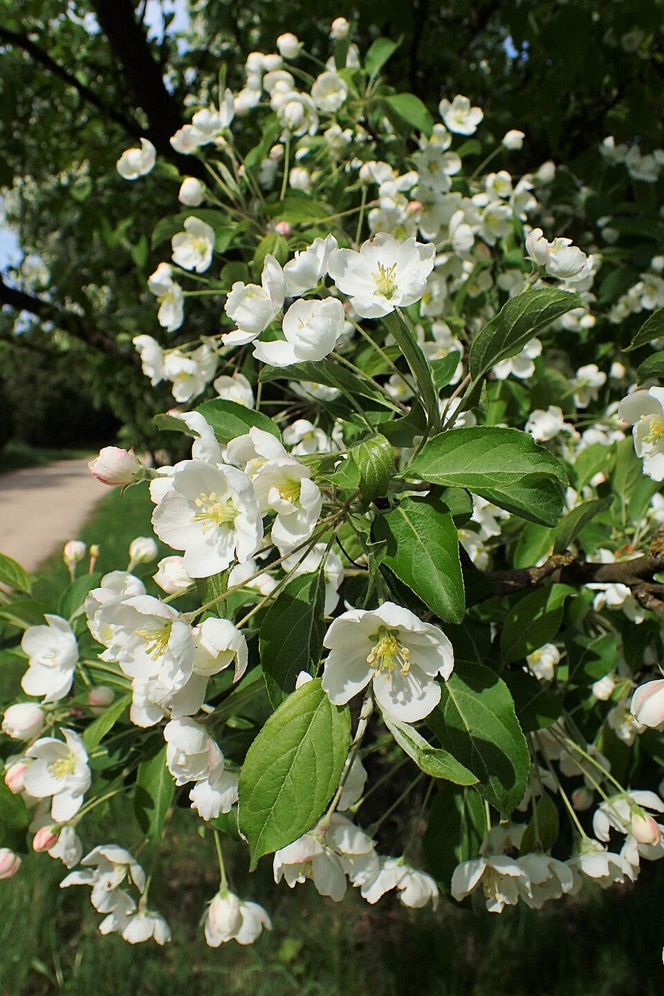 Japanese crab apple