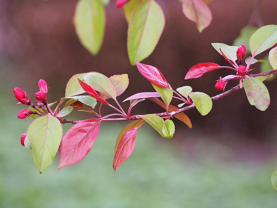 Purple crab apple