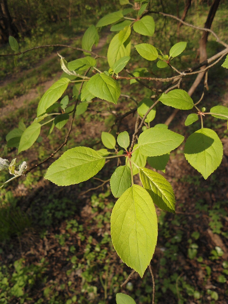 European crab apple