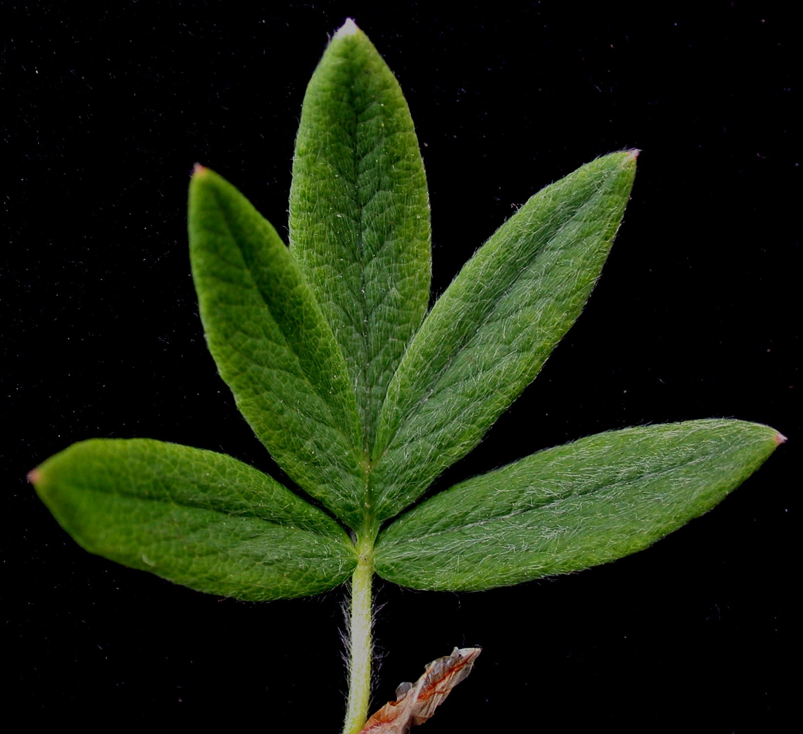 Shrubby cinquefoil
