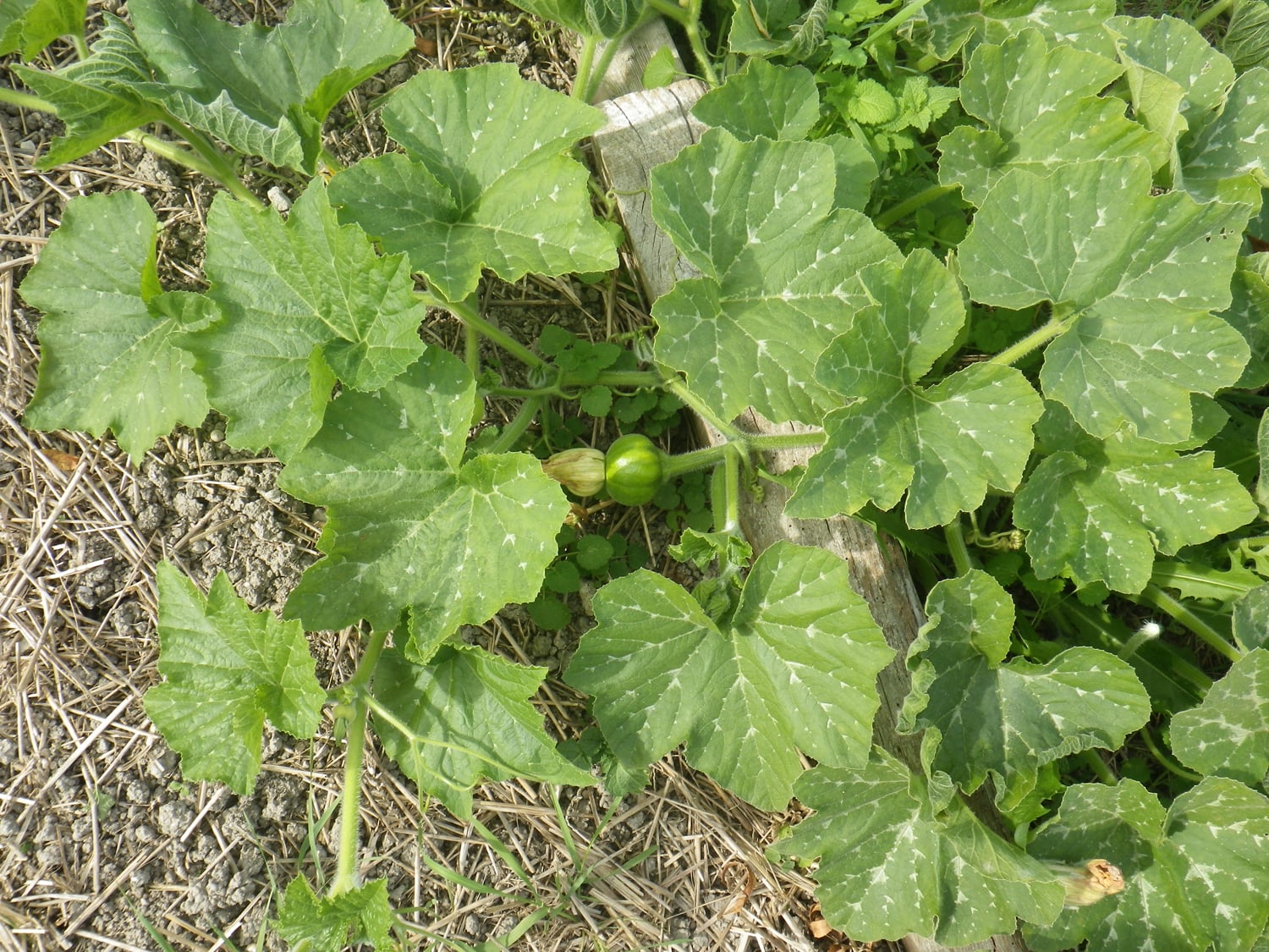 Giant pumpkin