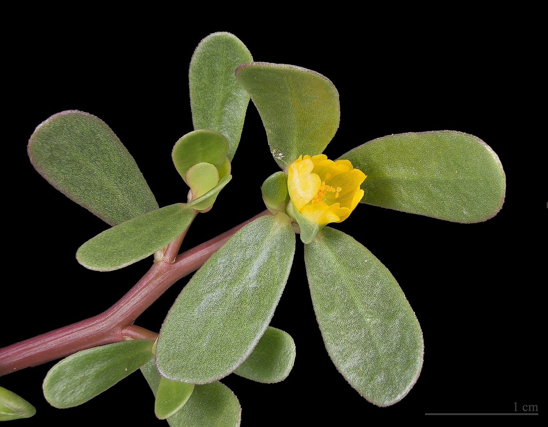 Common purslane
