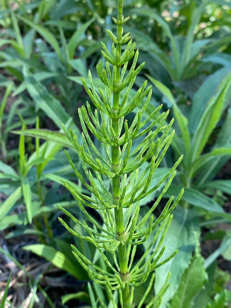 Field horsetail