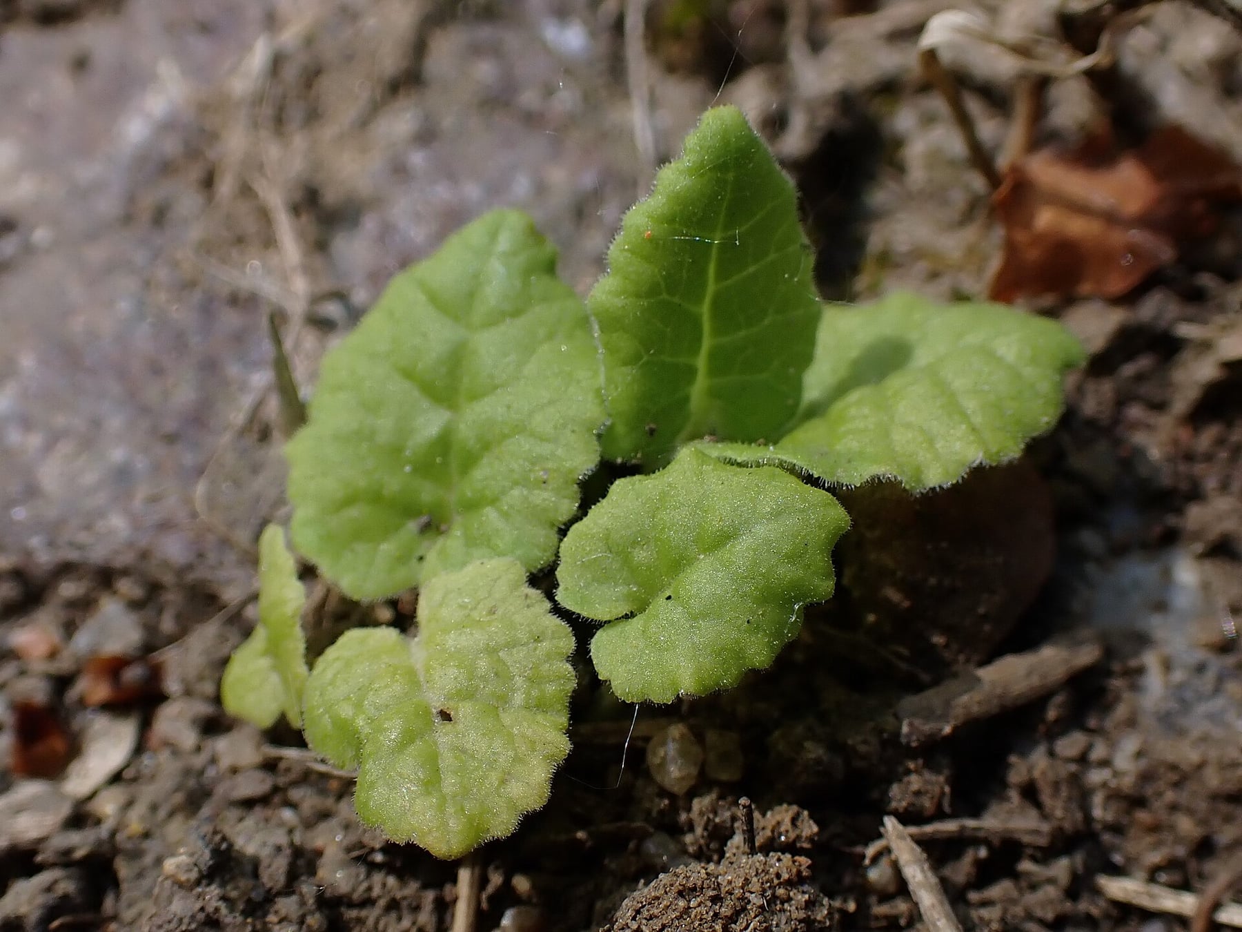 Cowslip