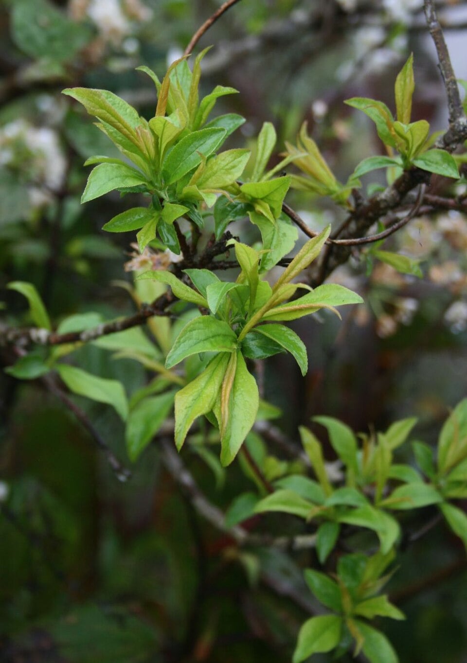 Japanese plum
