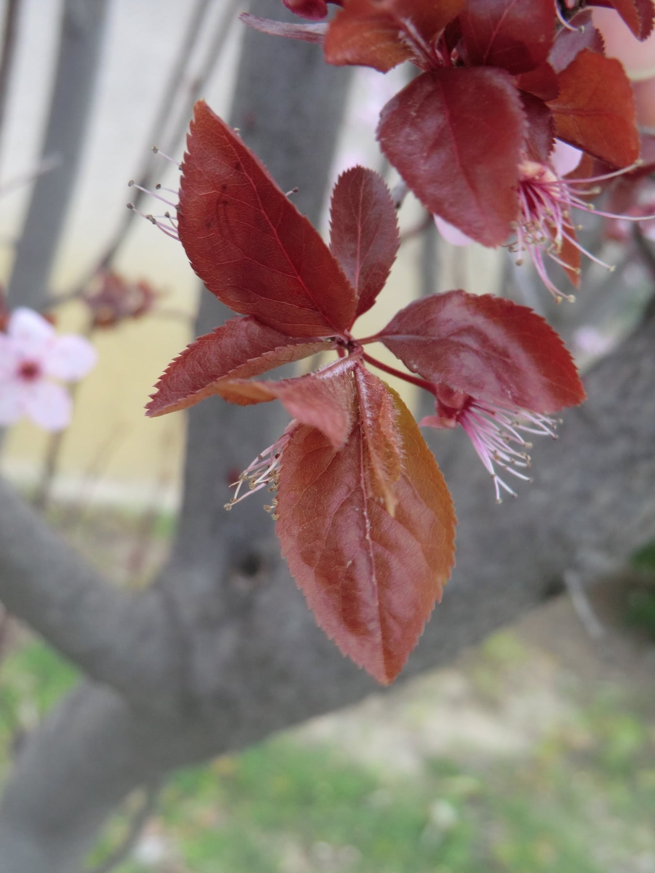 Cherry plum