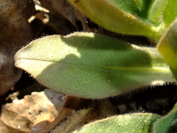 Common lungwort