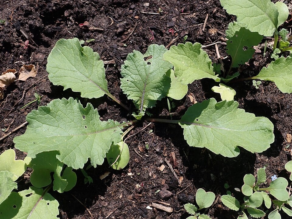 Radish