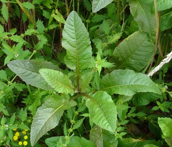 Horseradish