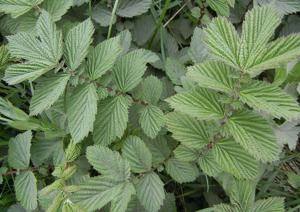 Meadowsweet