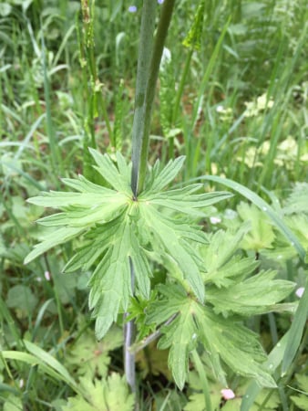 Meadow buttercup