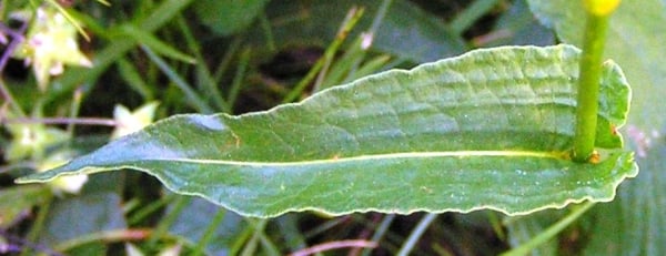 Common bistort