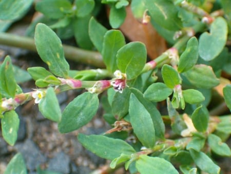 Knotgrass