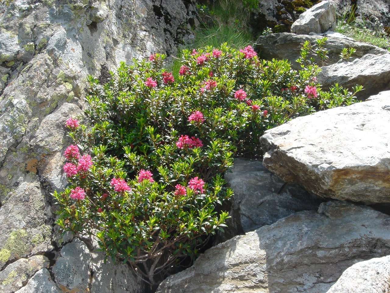 Rusty-leaved alpenrose
