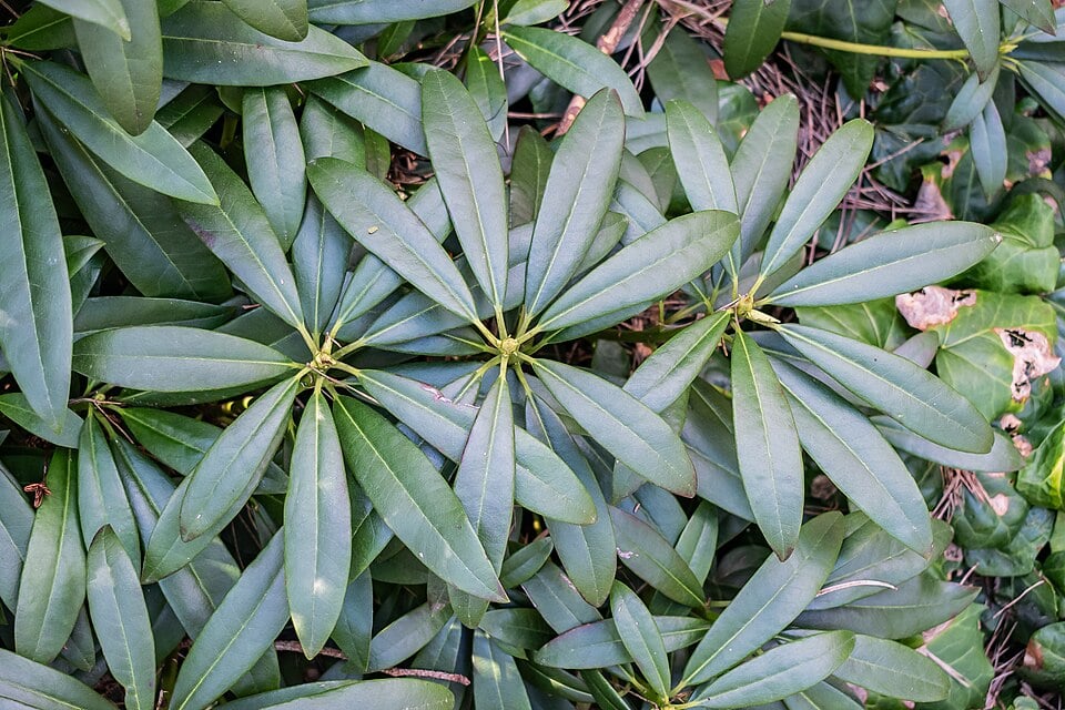 Common rhododendron
