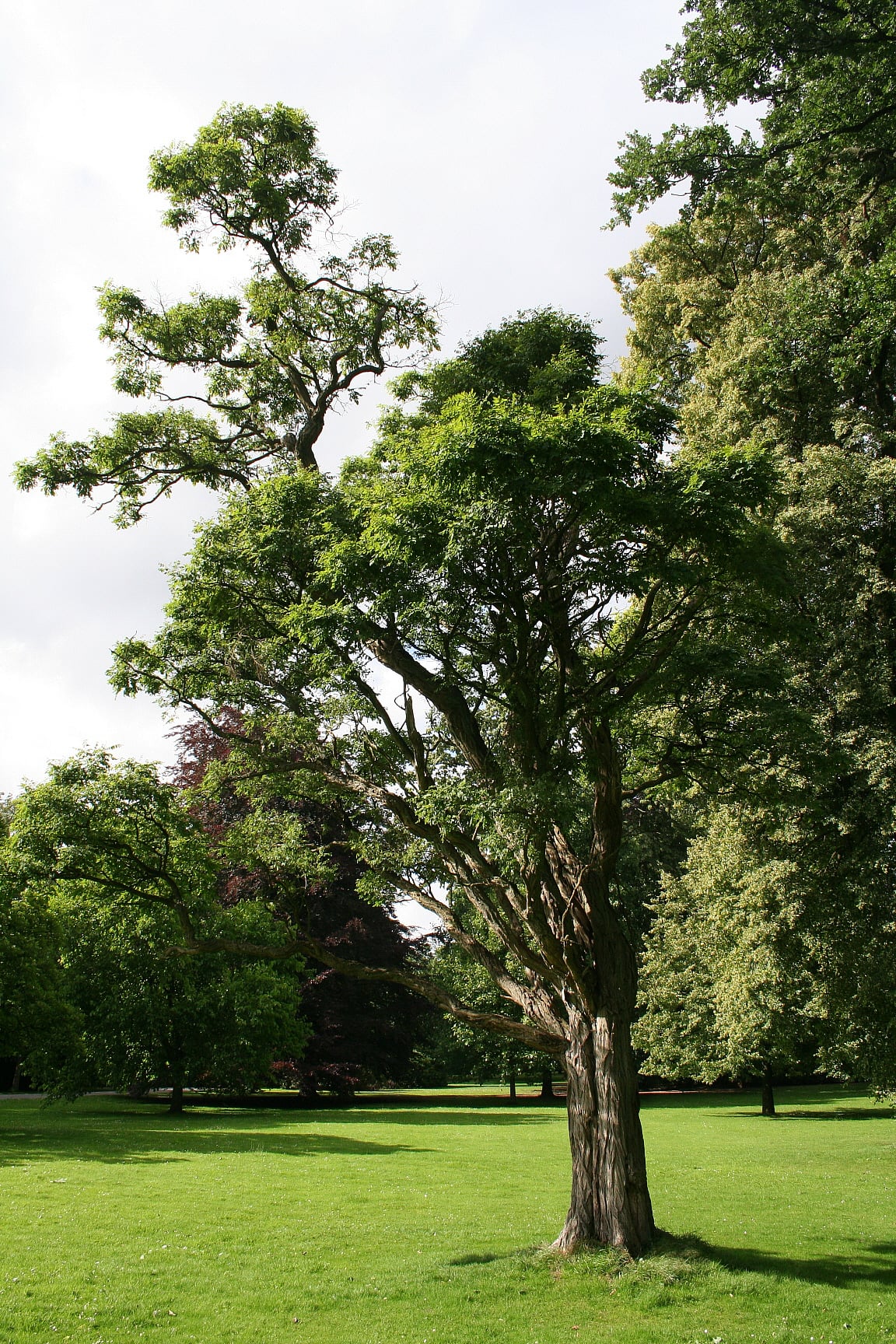 Umbraculifera (mop-head false acacia)