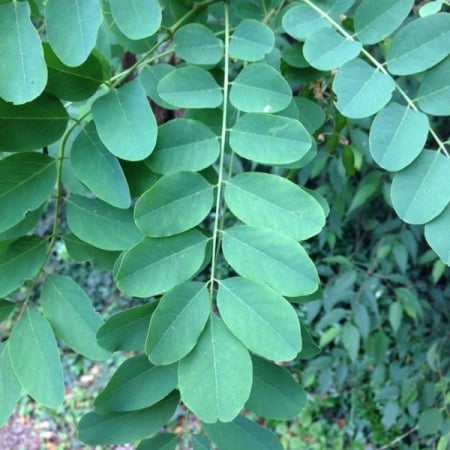 Black locust