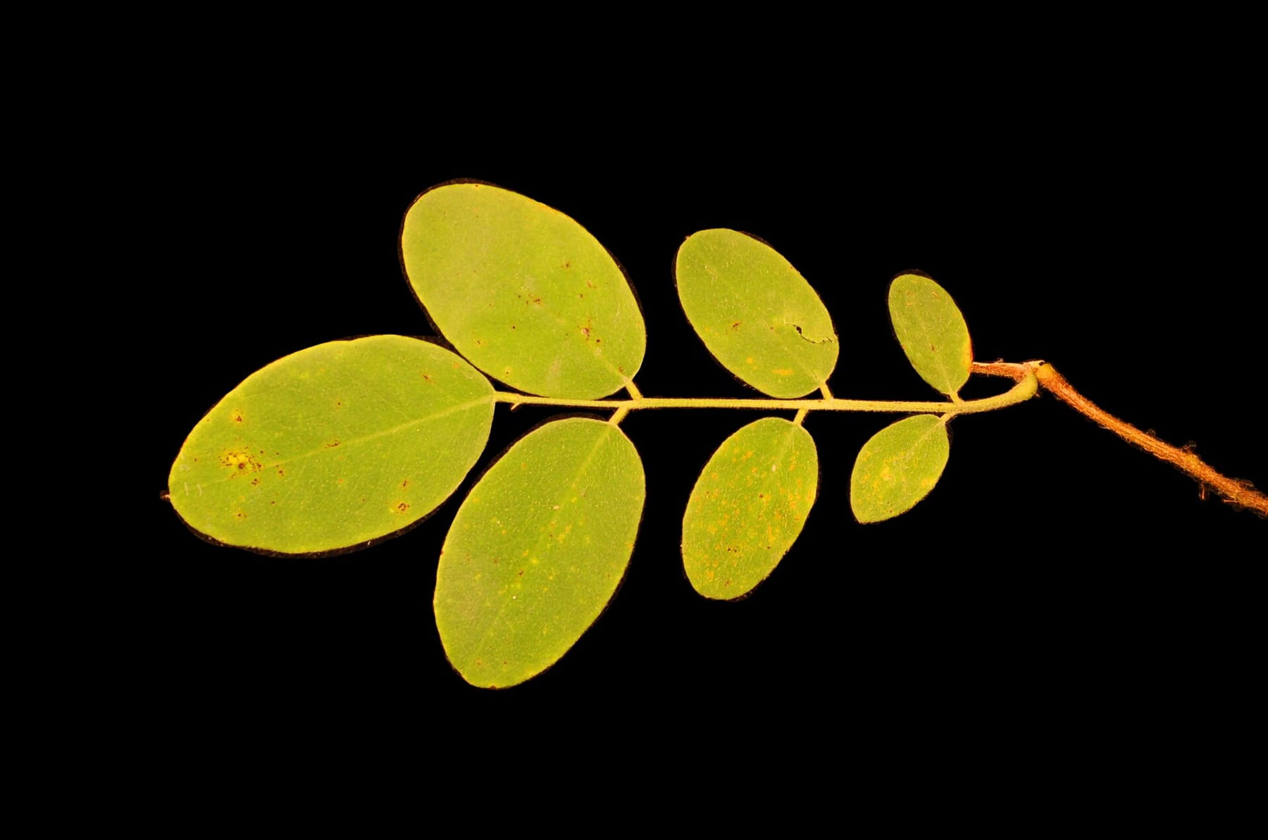 Robinier hispide