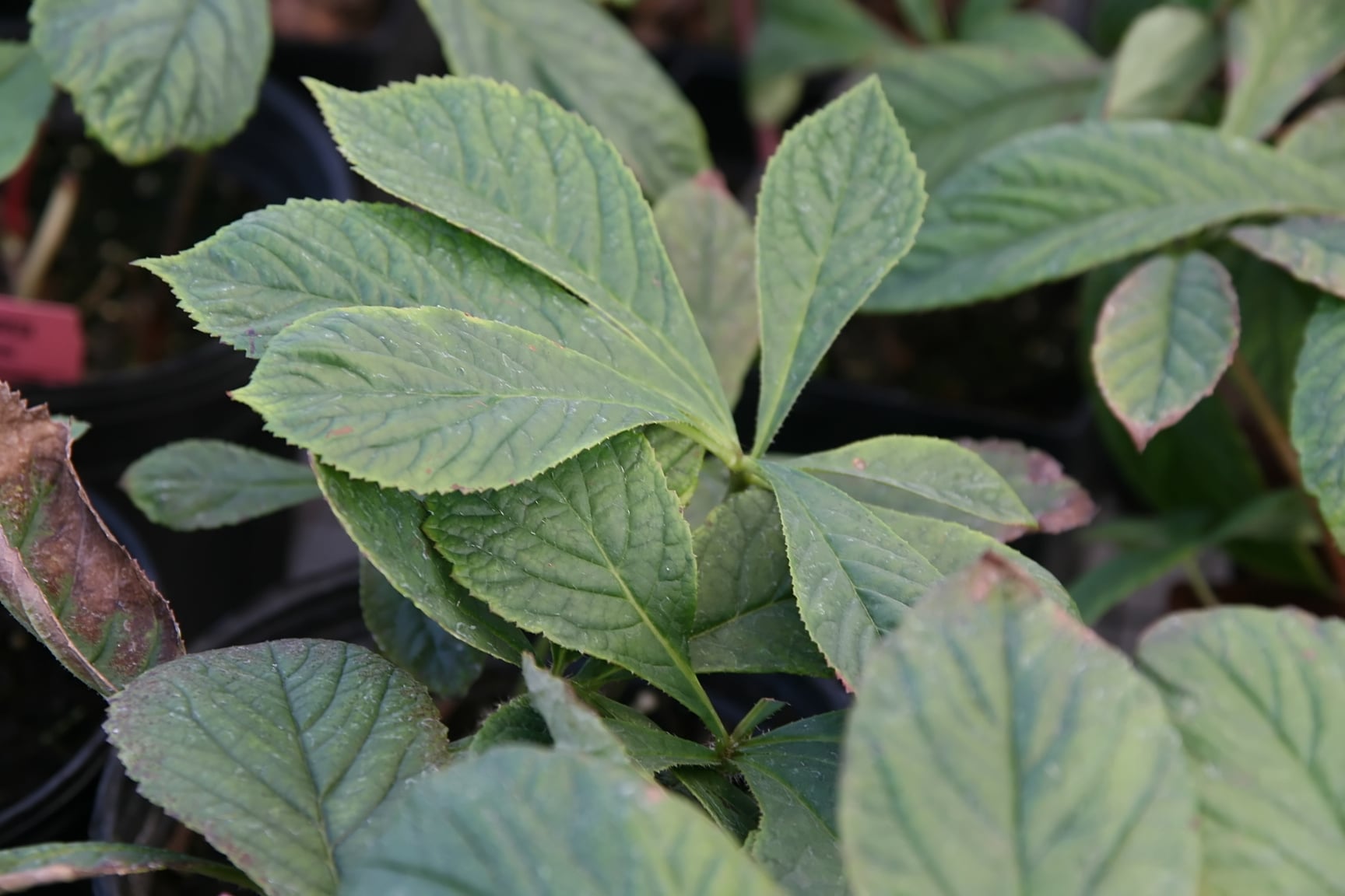Featherleaf rodgersia
