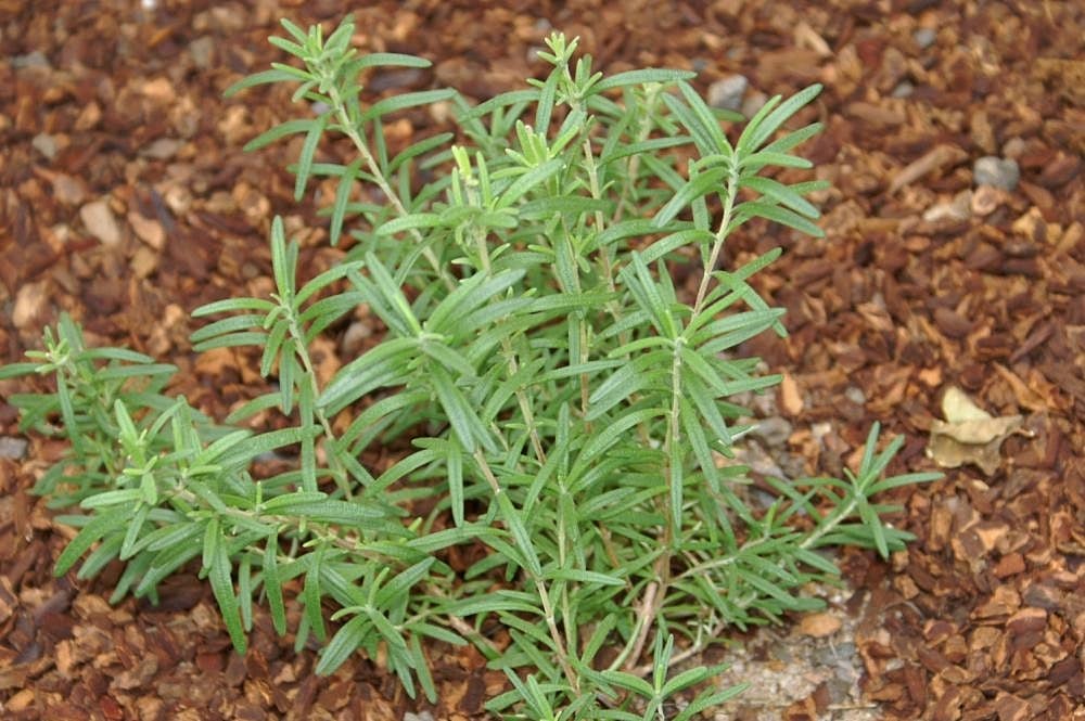 Rosemary