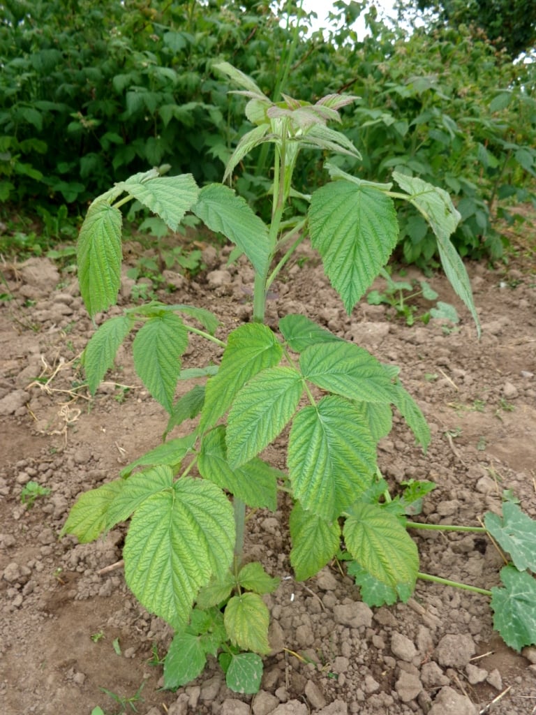 Bramble