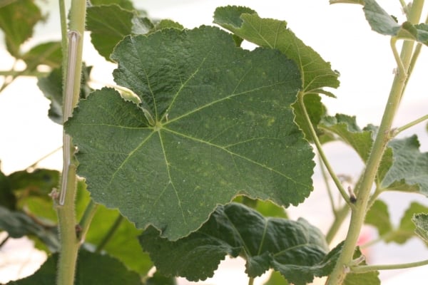 Hollyhock
