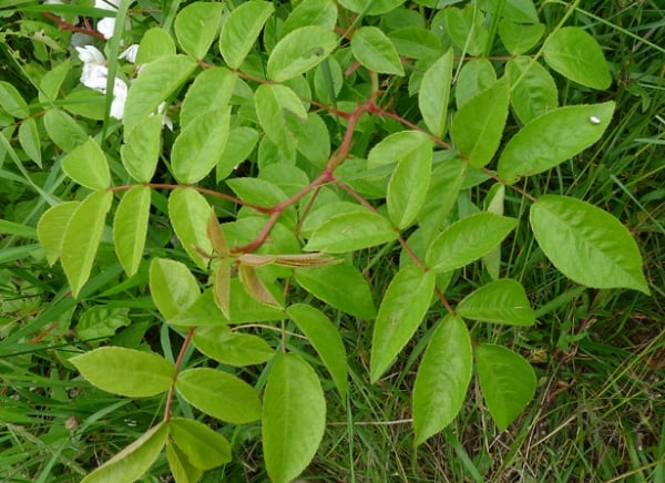 Field rose