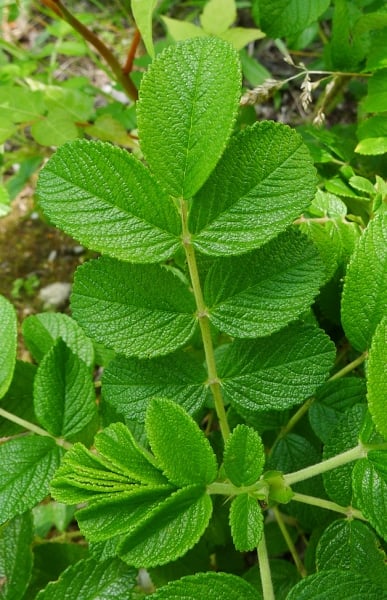 Rugosa rose