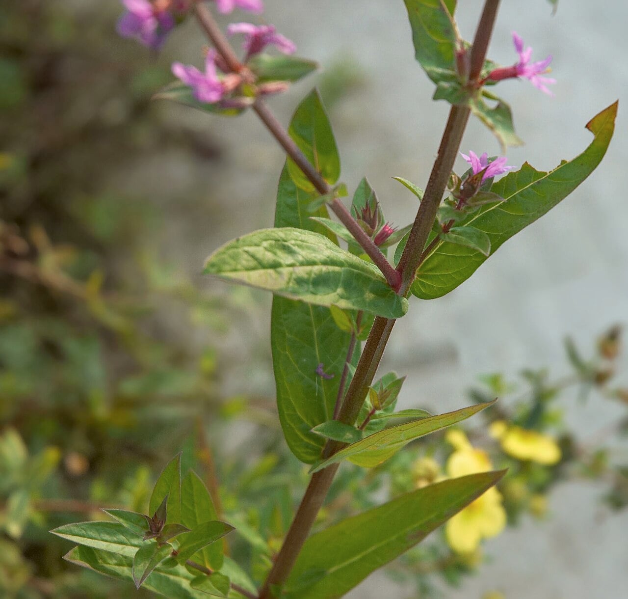 Purple loosestrife