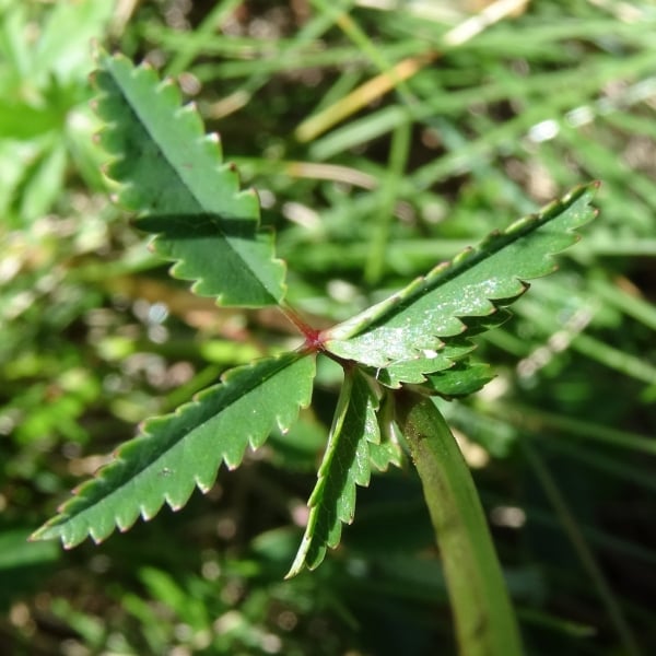 Great burnet