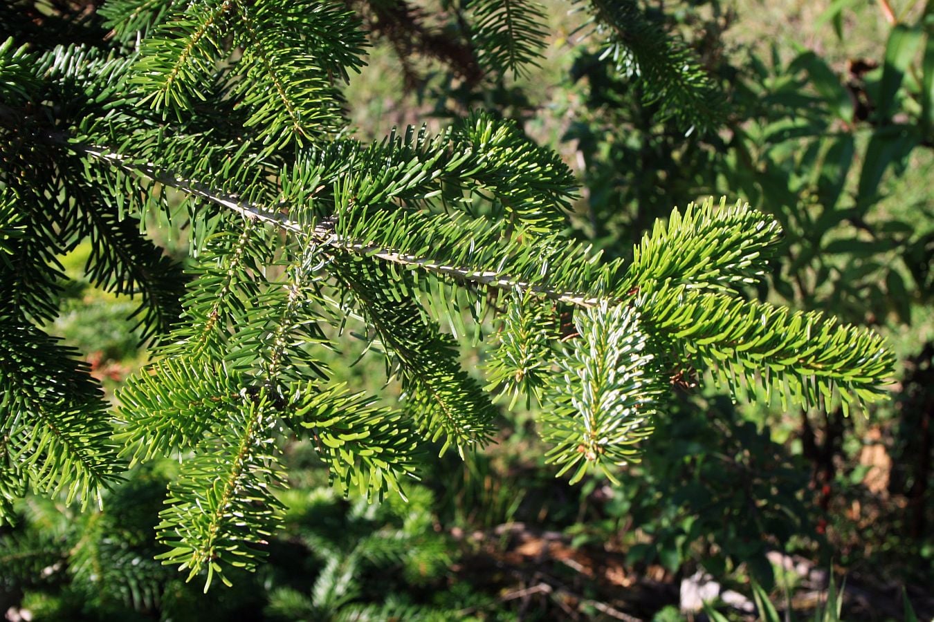 Nordmann fir