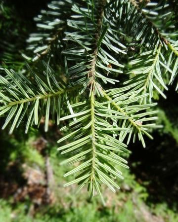 Sapin pectiné