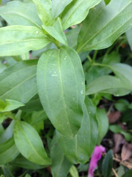 Soapwort