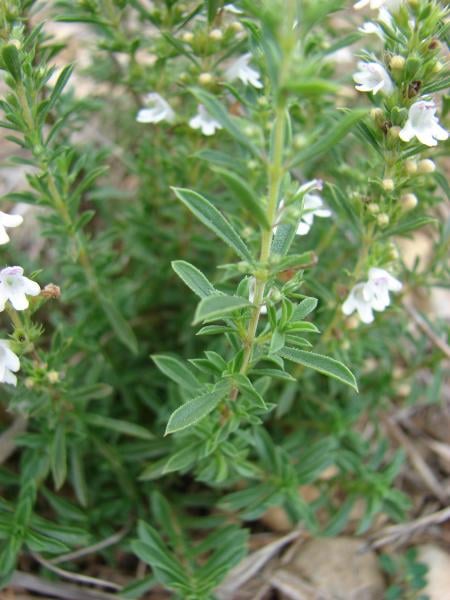 Winter savory