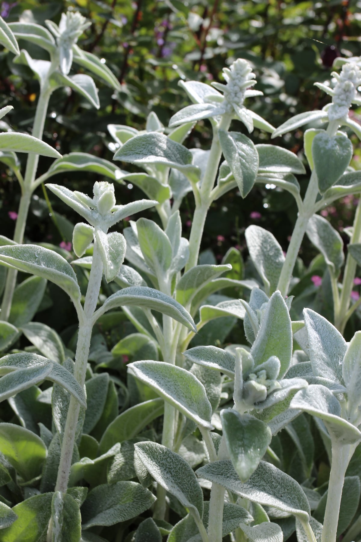 'Caradonna'
