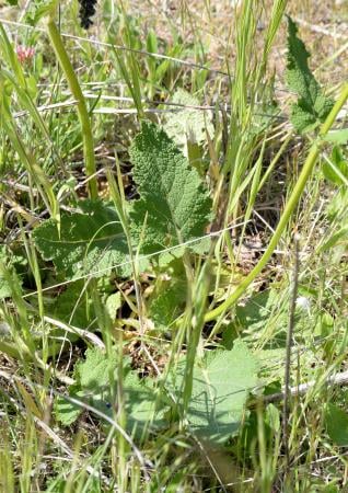 Meadow clary