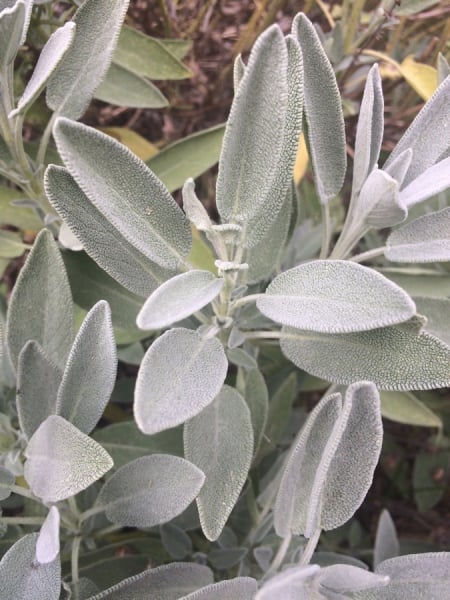 Common sage