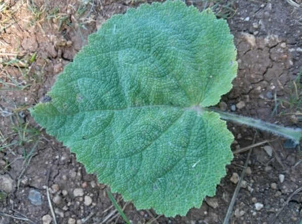Clary sage
