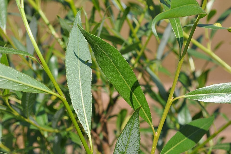 White willow