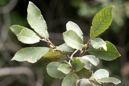 Grey willow