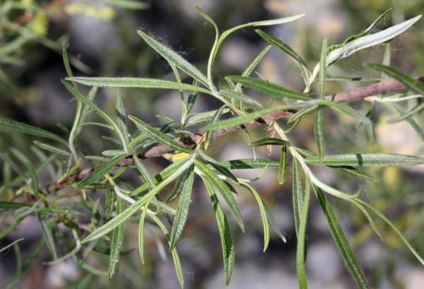 Hoary willow