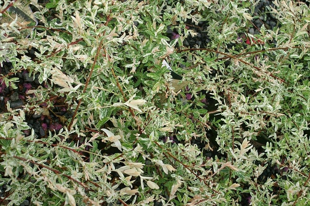 'Hakuro-nishiki'