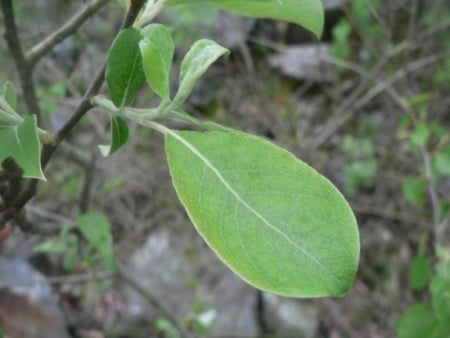 Goat willow