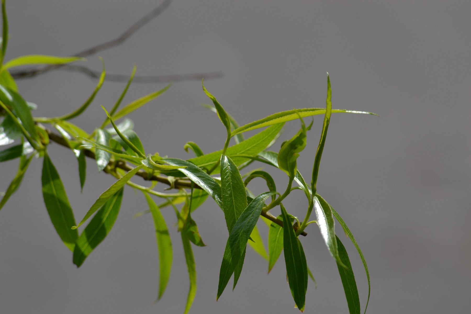 Weeping willow