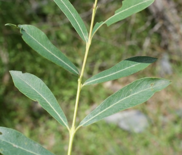 Purple willow