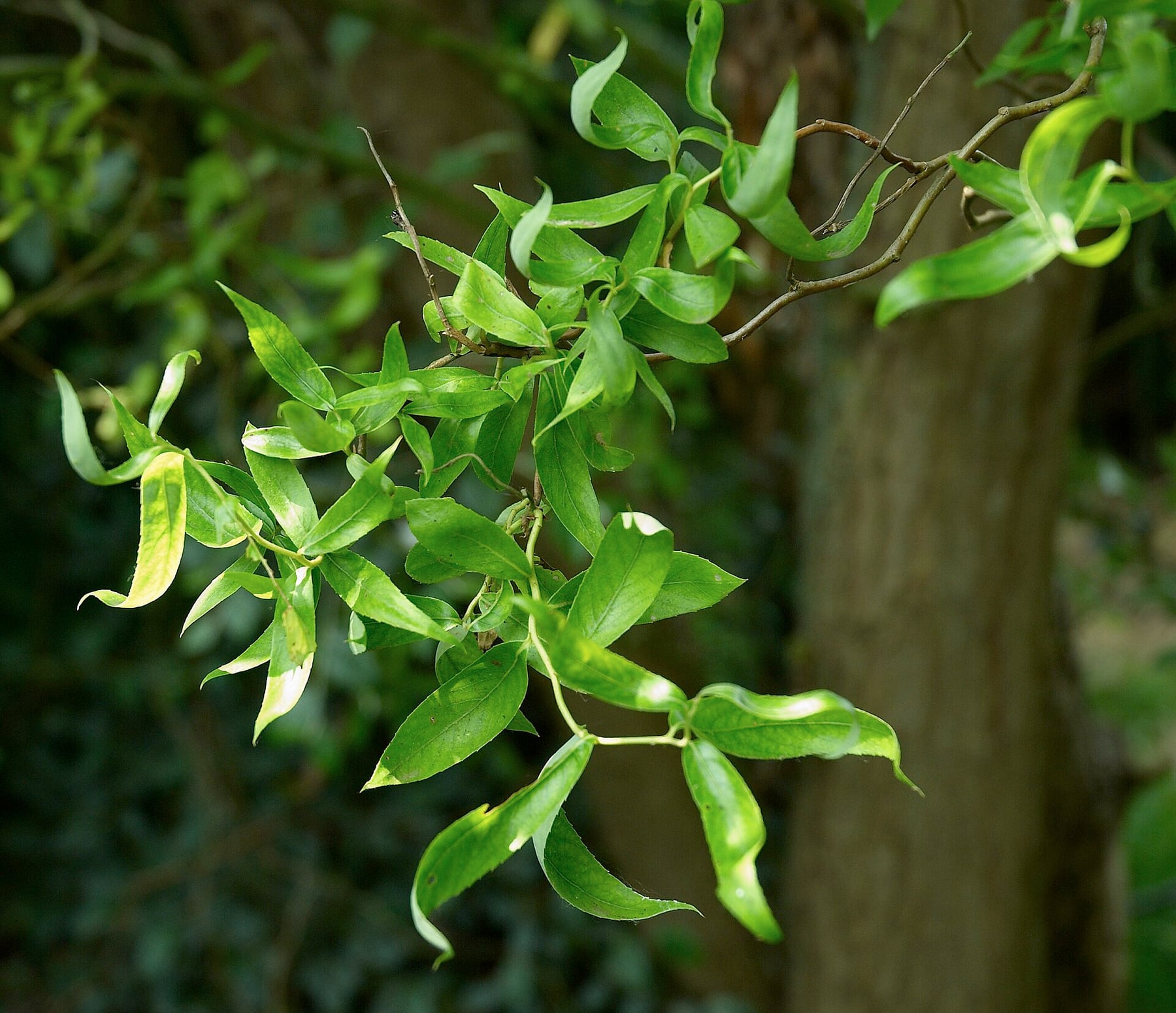 Corkscrew willow