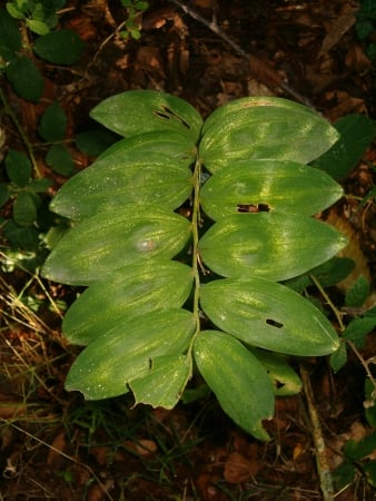 Common Solomon's seal